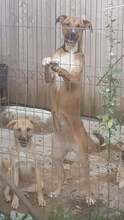FRANCO, Hund, Mischlingshund in Rumänien - Bild 25