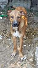 FRANCO, Hund, Mischlingshund in Rumänien - Bild 26