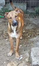 FRANCO, Hund, Mischlingshund in Rumänien - Bild 27