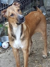 FRANCO, Hund, Mischlingshund in Rumänien - Bild 28