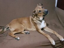 FRANCO, Hund, Mischlingshund in Rumänien - Bild 3