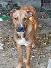 FRANCO, Hund, Mischlingshund in Rumänien - Bild 5