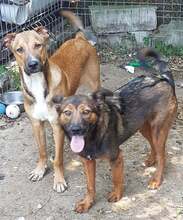 FRANCO, Hund, Mischlingshund in Rumänien - Bild 6