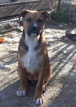 FRANCO, Hund, Mischlingshund in Rumänien - Bild 9