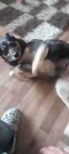 CARA, Hund, Mischlingshund in Freising - Bild 7