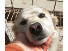 FINNA, Hund, Mischlingshund in Rumänien - Bild 1