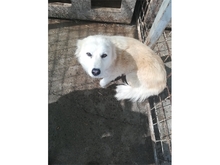 FINNA, Hund, Mischlingshund in Rumänien - Bild 2