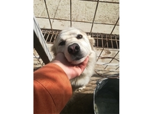 FINNA, Hund, Mischlingshund in Rumänien - Bild 4