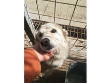 FINNA, Hund, Mischlingshund in Rumänien - Bild 5