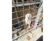FINNA, Hund, Mischlingshund in Rumänien - Bild 6