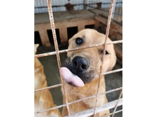 MARTHA, Hund, Mischlingshund in Rumänien - Bild 1