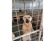 MARTHA, Hund, Mischlingshund in Rumänien - Bild 2