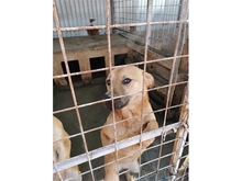 MARTHA, Hund, Mischlingshund in Rumänien - Bild 3