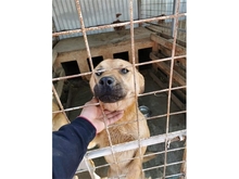 MARTHA, Hund, Mischlingshund in Rumänien - Bild 4