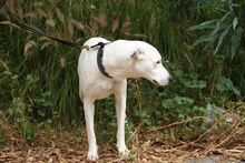 BRUCE, Hund, Mischlingshund in Spanien - Bild 10