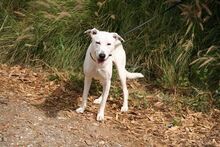 BRUCE, Hund, Mischlingshund in Spanien - Bild 11