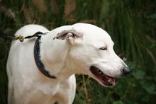 BRUCE, Hund, Mischlingshund in Spanien - Bild 12