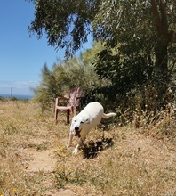 BRUCE, Hund, Mischlingshund in Spanien - Bild 15