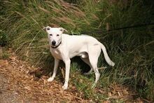 BRUCE, Hund, Mischlingshund in Spanien - Bild 9