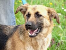 SARA, Hund, Mischlingshund in Rumänien - Bild 1