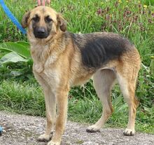 SARA, Hund, Mischlingshund in Rumänien - Bild 2