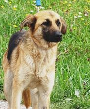 SARA, Hund, Mischlingshund in Rumänien - Bild 4