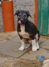 BLACKY, Hund, Mischlingshund in Rumänien - Bild 2