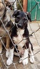 BLACKY, Hund, Mischlingshund in Rumänien - Bild 4