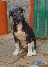 BLACKY, Hund, Mischlingshund in Rumänien - Bild 5