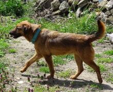 SEPPI, Hund, Mischlingshund in Rumänien - Bild 3
