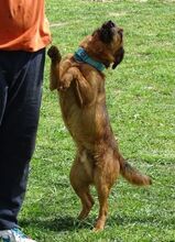 SEPPI, Hund, Mischlingshund in Rumänien - Bild 4