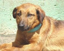 SEPPI, Hund, Mischlingshund in Rumänien - Bild 5