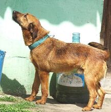 SEPPI, Hund, Mischlingshund in Rumänien - Bild 6