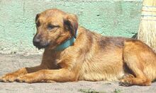 SEPPI, Hund, Mischlingshund in Rumänien - Bild 7