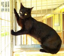 ISIDORA, Katze, Europäisch Kurzhaar in Spanien - Bild 2