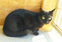 ISIDORA, Katze, Europäisch Kurzhaar in Spanien - Bild 3