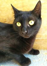 ISIDORA, Katze, Europäisch Kurzhaar in Spanien - Bild 5