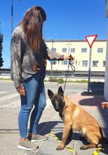 LOBO, Hund, Malinois in Coppenbrügge - Bild 18