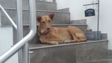 CARLA, Hund, Podenco-Mix in Spanien - Bild 1