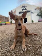 CARLA, Hund, Podenco-Mix in Spanien - Bild 12