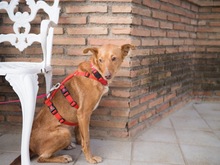 CARLA, Hund, Podenco-Mix in Spanien - Bild 14