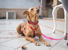 CARLA, Hund, Podenco-Mix in Spanien - Bild 4