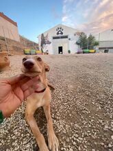 CARLA, Hund, Podenco-Mix in Spanien - Bild 9