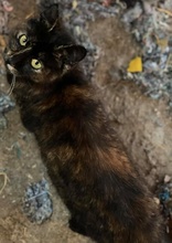LULU, Katze, Hauskatze in Griechenland - Bild 2