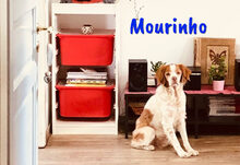 MOURINHO, Hund, Epagneul Breton in Spanien - Bild 1