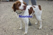 MOURINHO, Hund, Epagneul Breton in Spanien - Bild 10