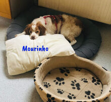 MOURINHO, Hund, Epagneul Breton in Spanien - Bild 2