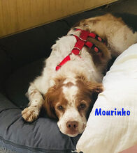MOURINHO, Hund, Epagneul Breton in Spanien - Bild 3