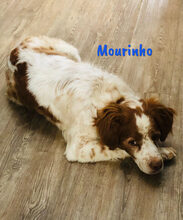 MOURINHO, Hund, Epagneul Breton in Spanien - Bild 4