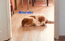MOURINHO, Hund, Epagneul Breton in Spanien - Bild 5